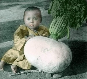 sakurajima giant radish seeds