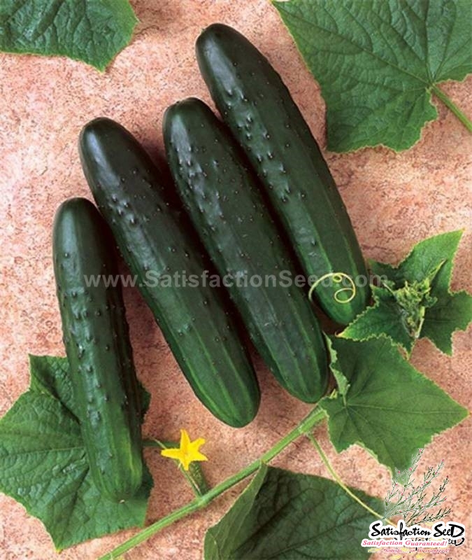 saladmore f1 cucumber seeds