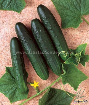 saladmore f1 cucumber seeds