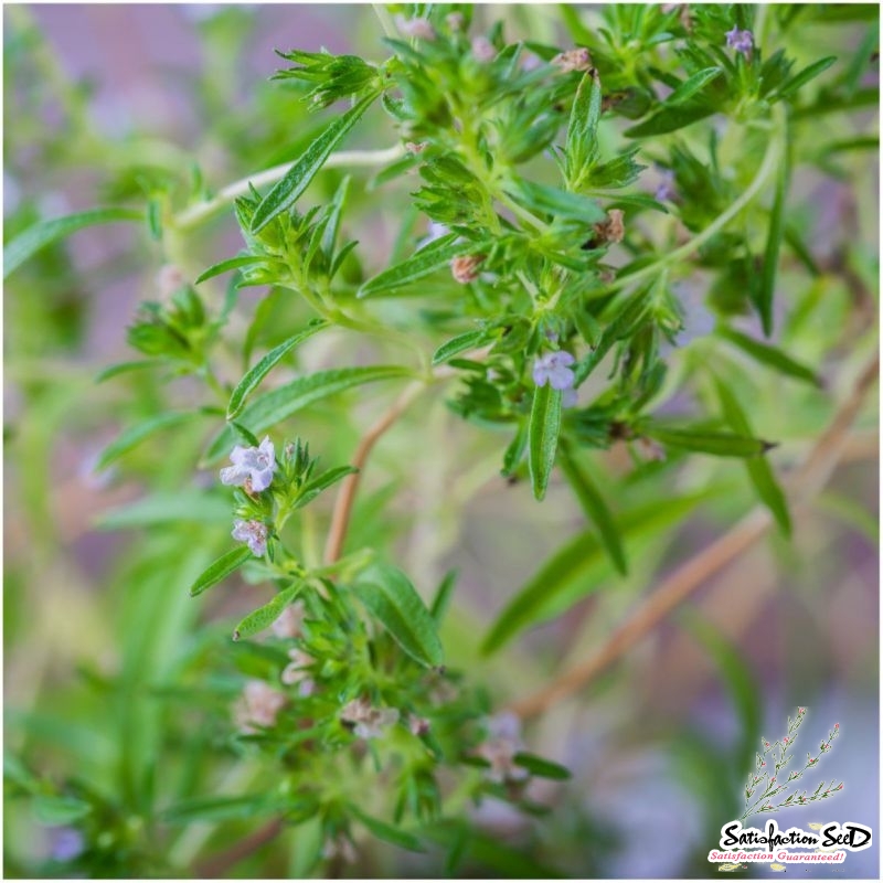 savory summer seeds