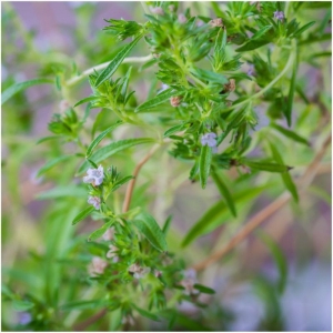 savory summer seeds