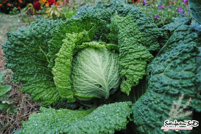 savoy perfection cabbage seeds