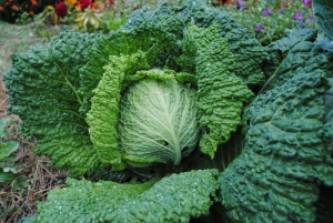 savoy perfection cabbage seeds