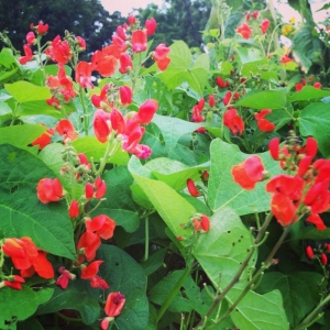 scarlet bean seeds