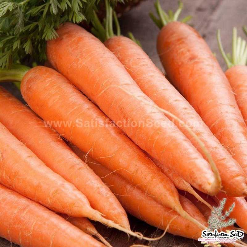 scarlet nantes carrot seeds