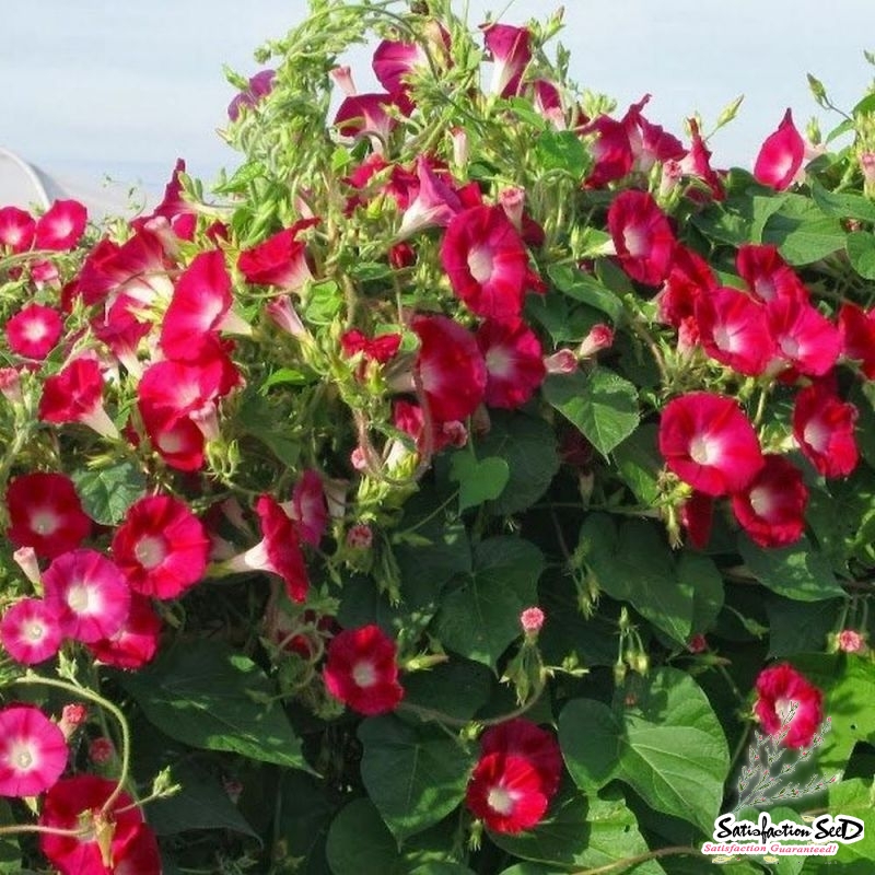 scarlet ohara morning glory seeds