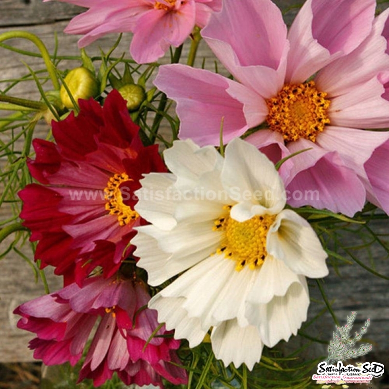 seashell mix cosmos seeds