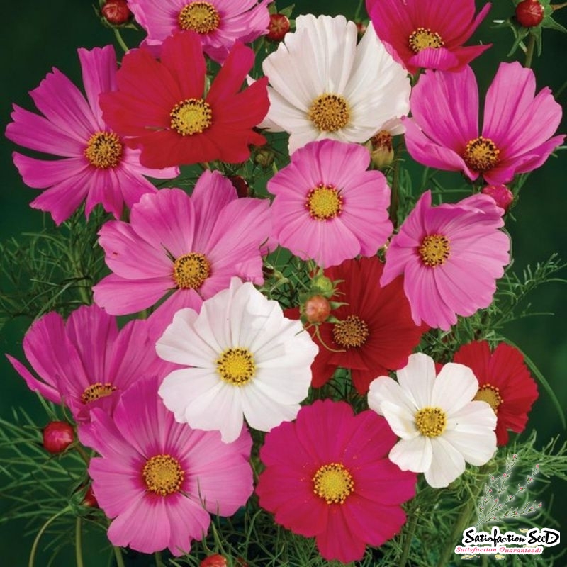 sensation mix cosmos seeds