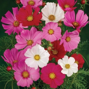 sensation mix cosmos seeds