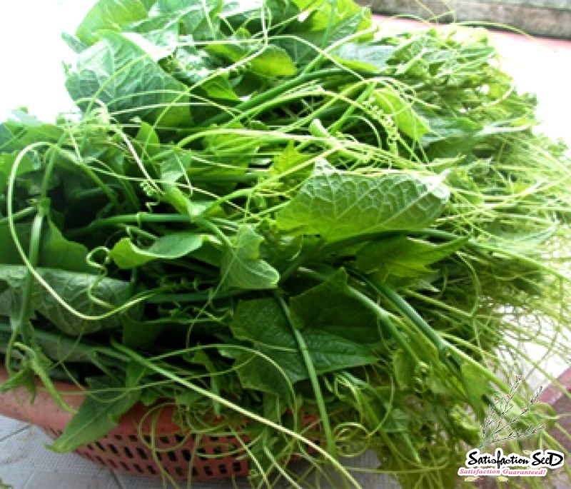 shoots crop pumpkin seeds