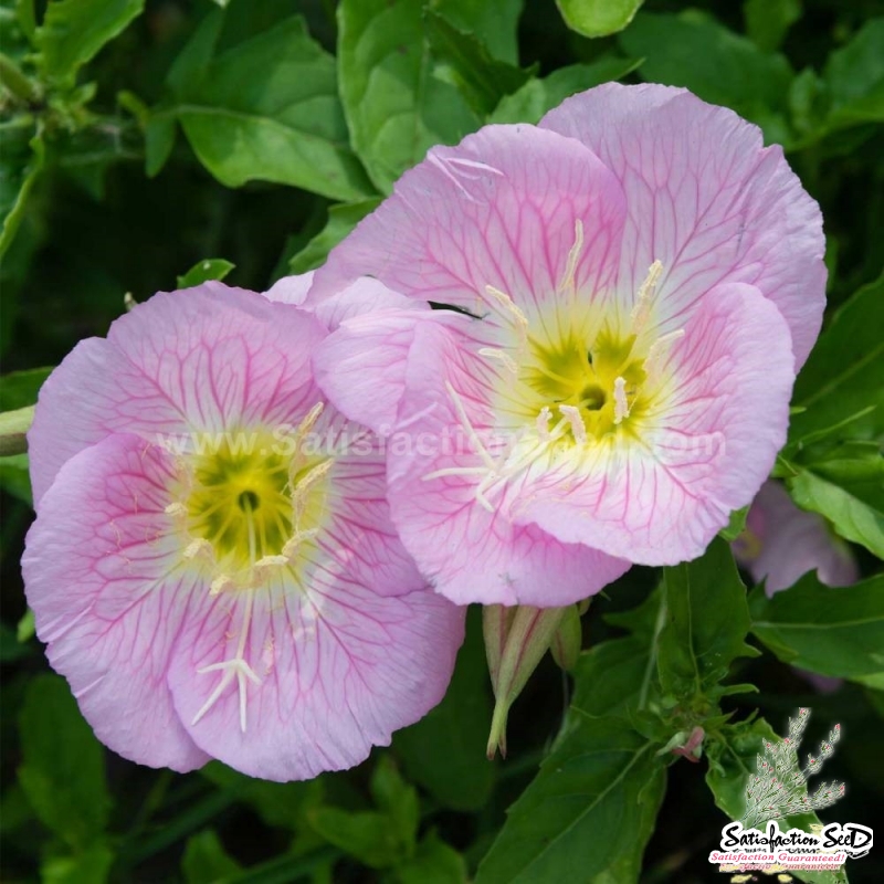 showy evening primrose seeds