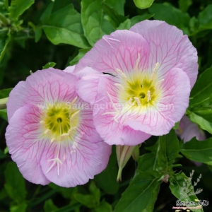 showy evening primrose seeds