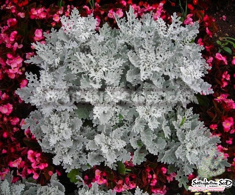 silver dust cineraria maritima seeds