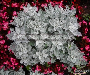 silver dust cineraria maritima seeds