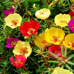 single mix moss rose seeds