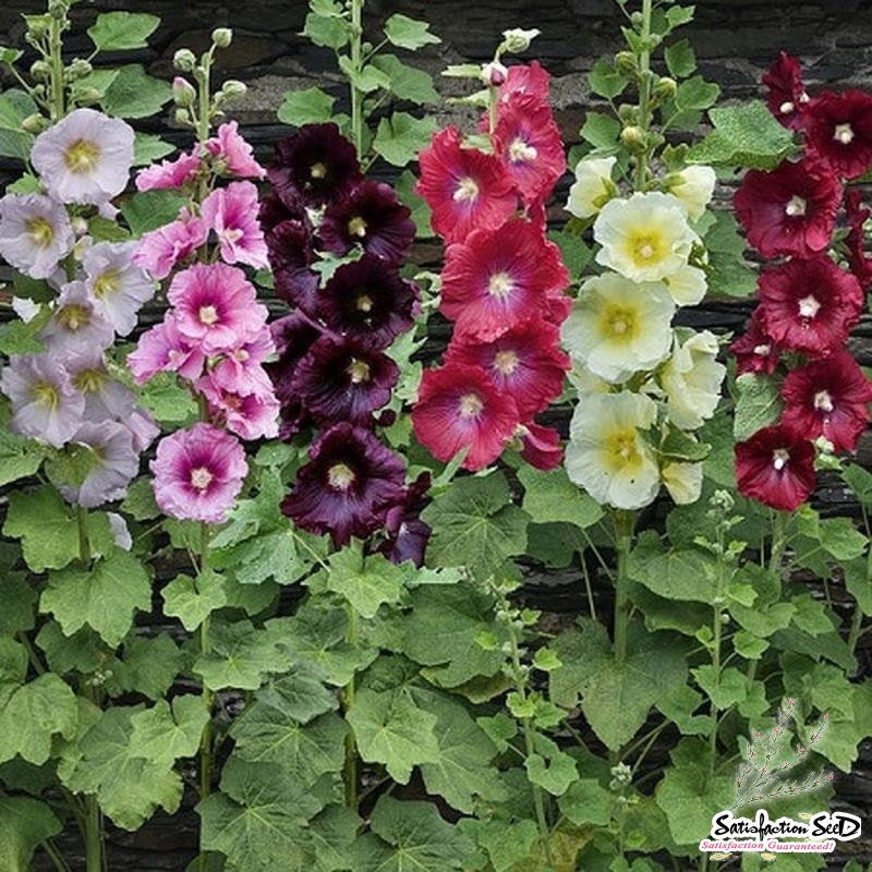 single indian mix hollyhock seeds