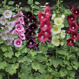 single indian mix hollyhock seeds