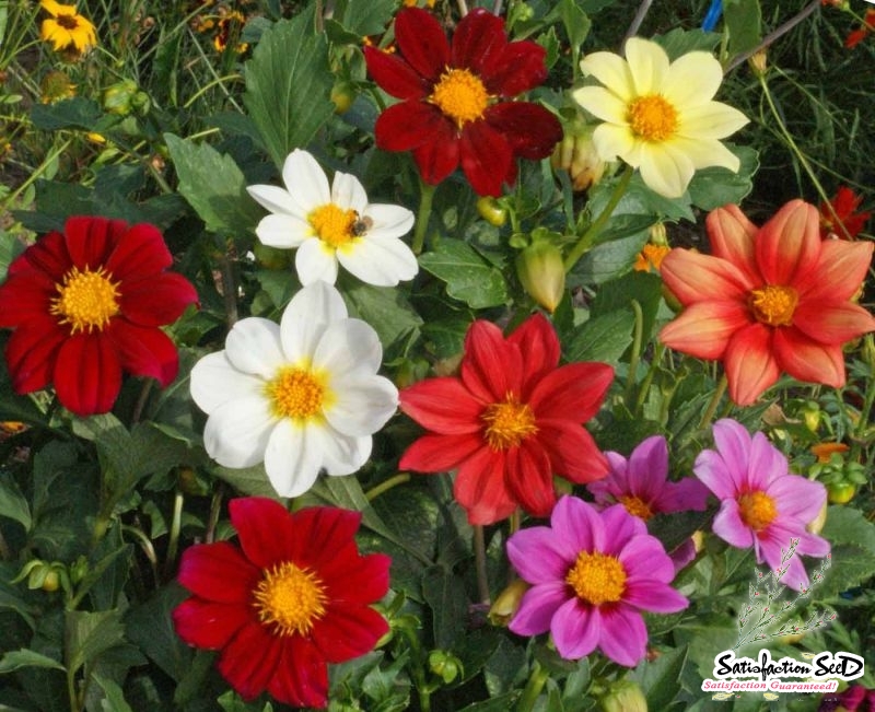 single mix dwarf dahlia seeds