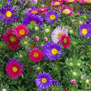 single rainbow mix china aster seeds