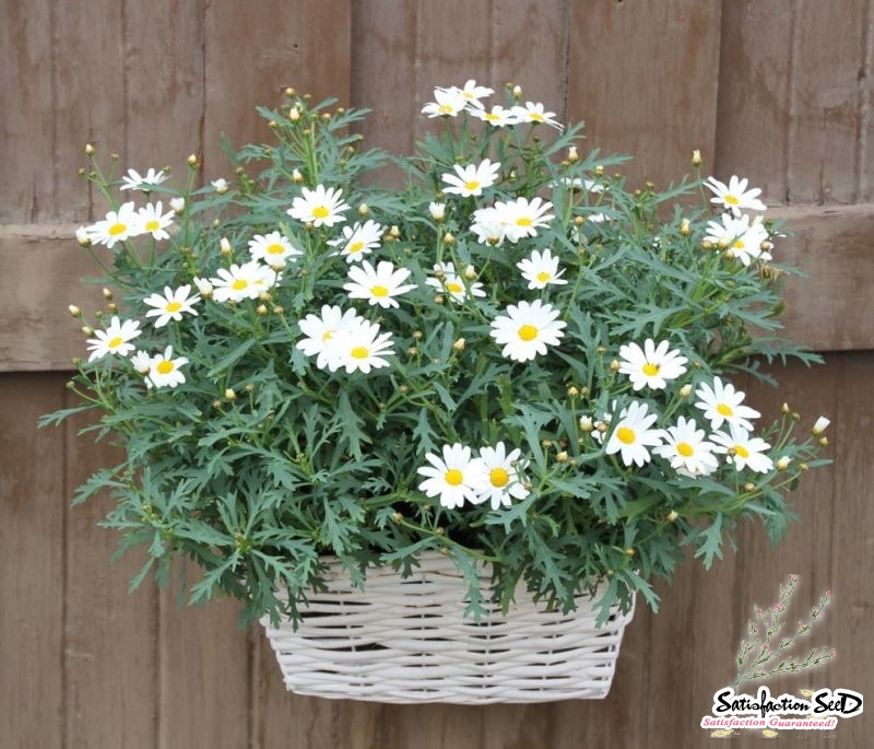 single white english daisy seeds