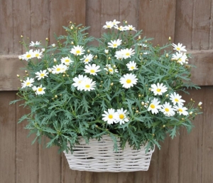 single white english daisy seeds