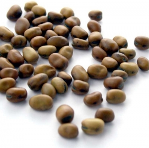 small bell bean seeds