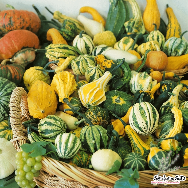 small ornamental mix gourd seeds