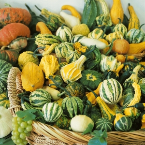 small ornamental mix gourd seeds