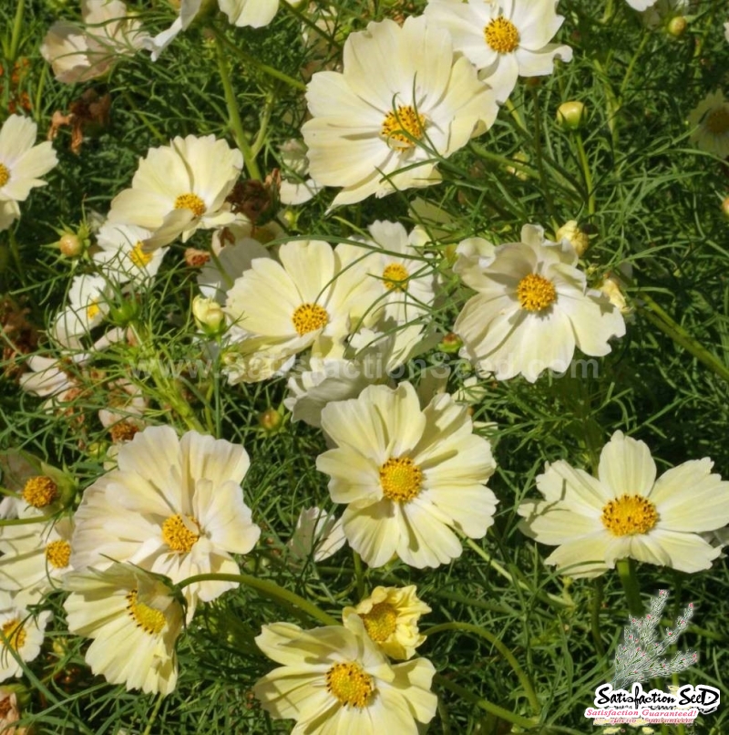 sonata yellow cosmos seeds