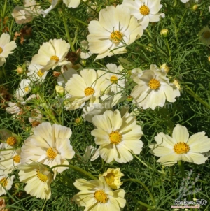 sonata yellow cosmos seeds