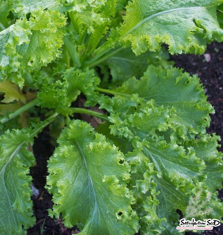 southern giant curled mustard seeds