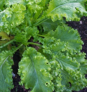 southern giant curled mustard seeds