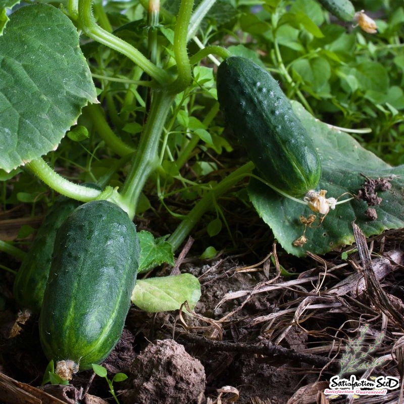 spacemaster cucumber seeds