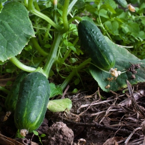 spacemaster cucumber seeds