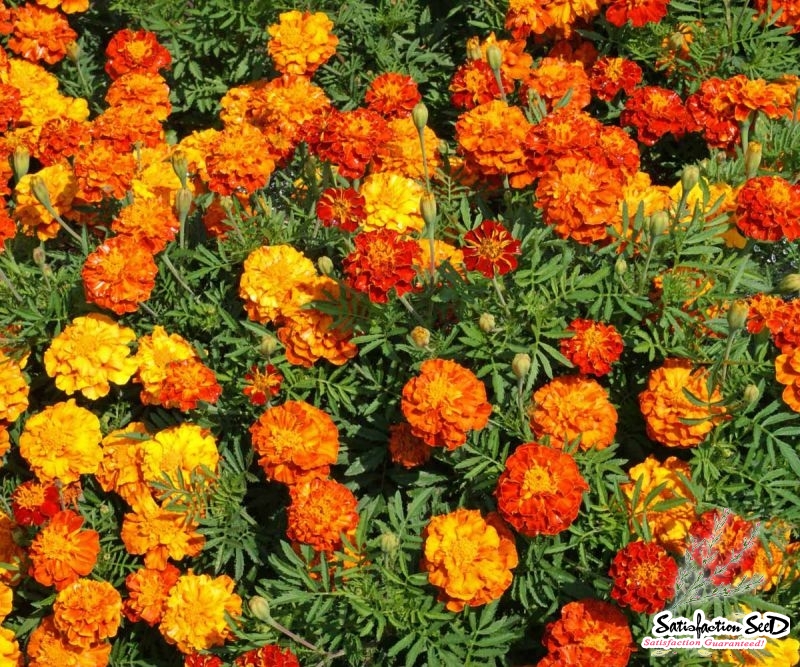 sparky mix french marigold seeds