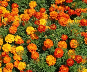 sparky mix french marigold seeds