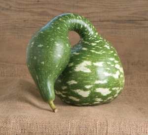 speckled swan gourd seeds