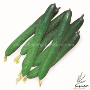 sping f1 cucumber seeds