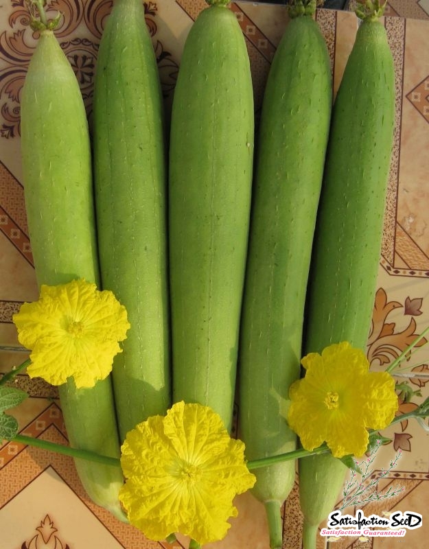 sponge gourd luffa seeds