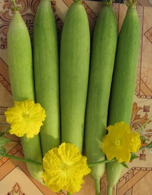 sponge gourd luffa seeds