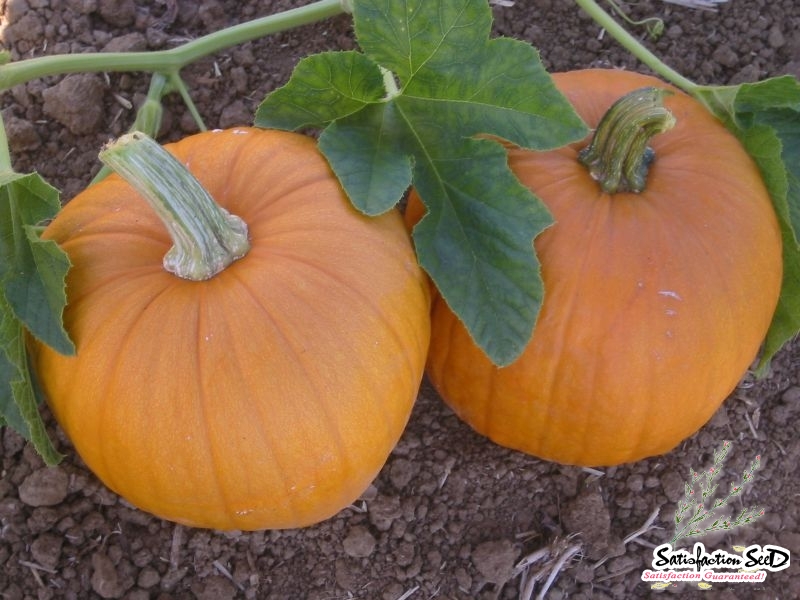 spookie pumpkin seeds