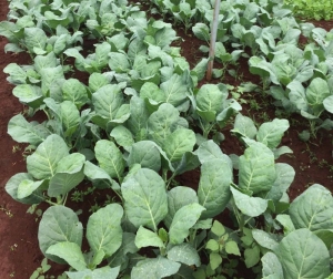 ss1 tender tasty collard seeds