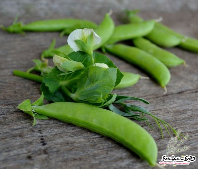 sugar snap pea seeds