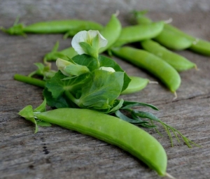 sugar snap pea seeds