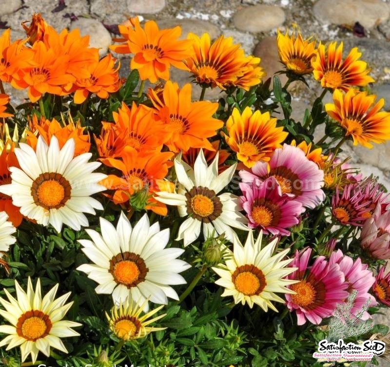 sunshine mix gazania seeds