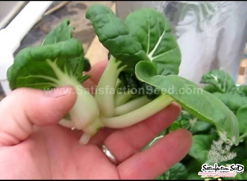 super dwarf pak choi seeds