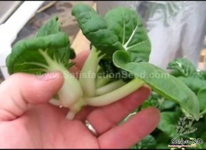 super dwarf pak choi seeds