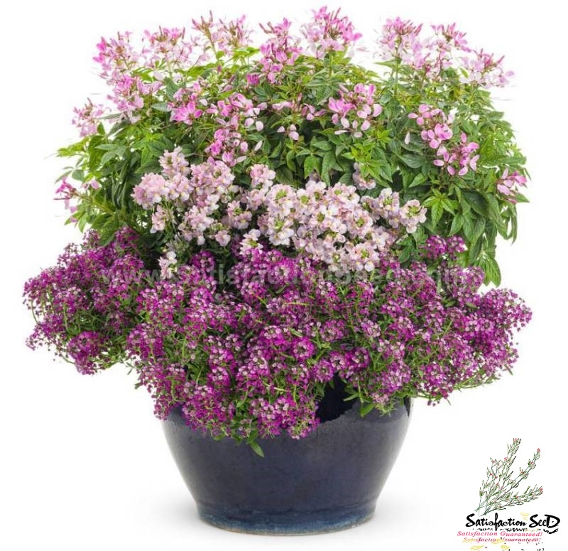 sweet alyssum mix seeds