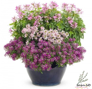 sweet alyssum mix seeds