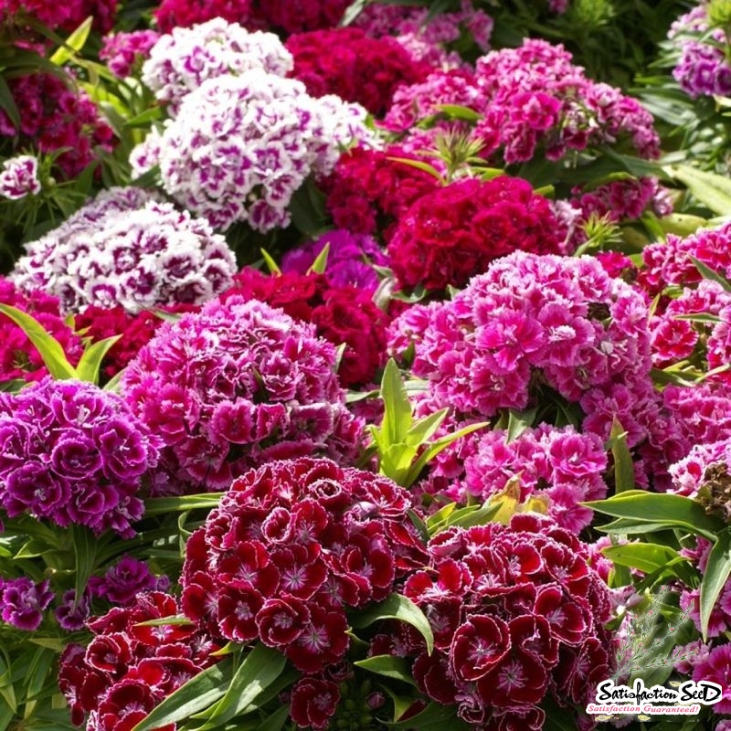 sweet william tall double dianthus seeds